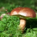 mushroom-448866_1280